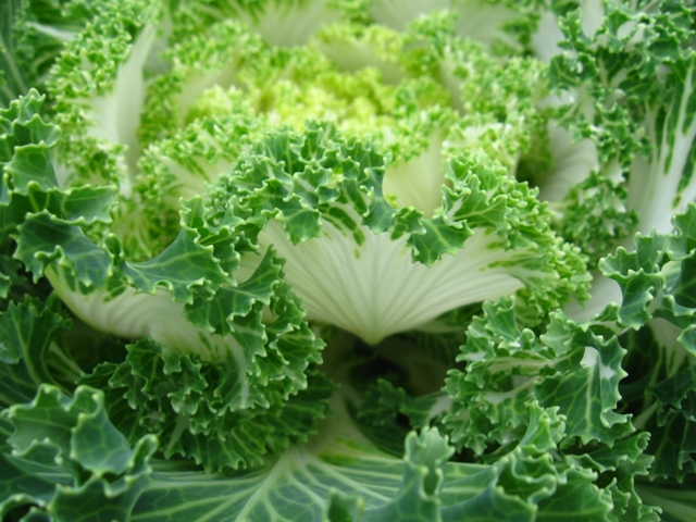 Closeup of white flowering kale in the fall